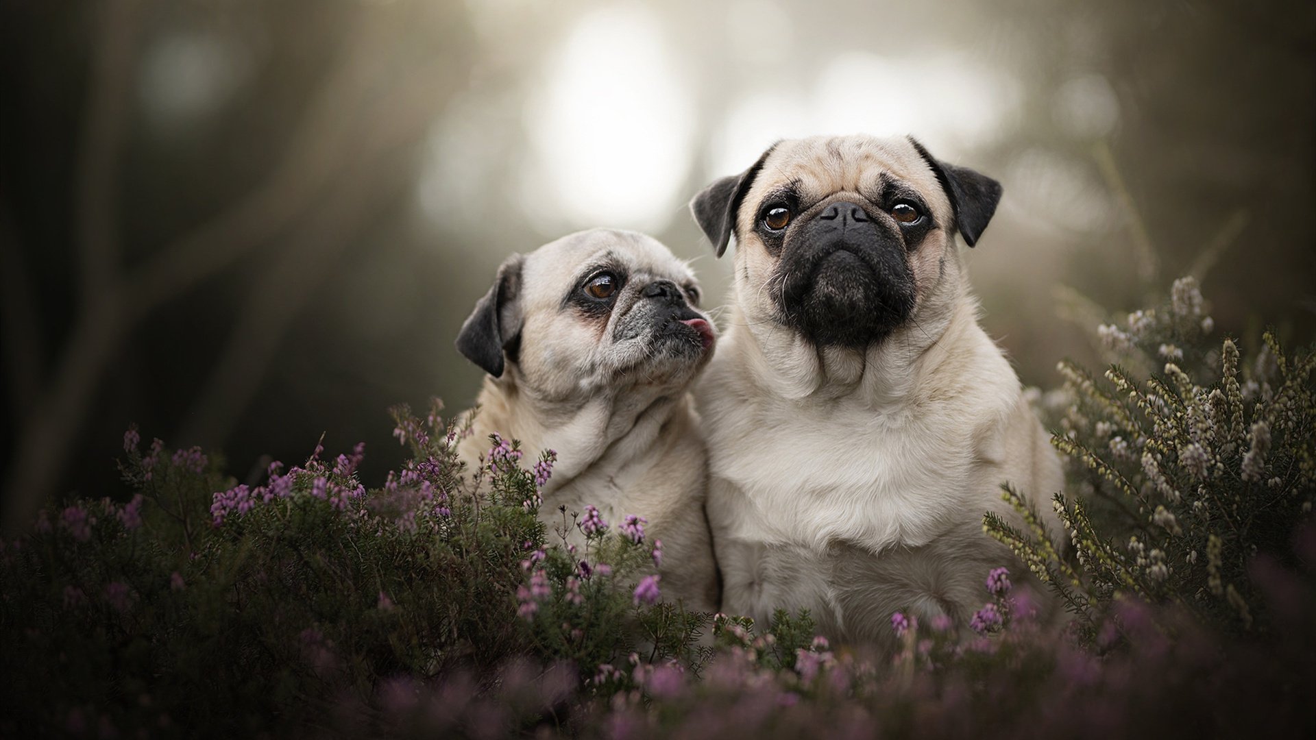 _掘金队迎来疯狂得分夜，豪取连胜_，掘金队吧