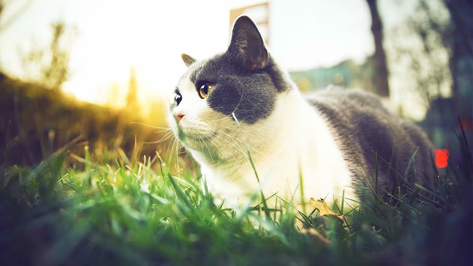 _魔术队士气高昂，迎来关键战役_，魔术队比赛视频