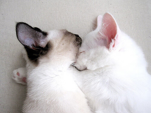 地方政府积极推动足球文化旅游融合发展，足球旅游项目