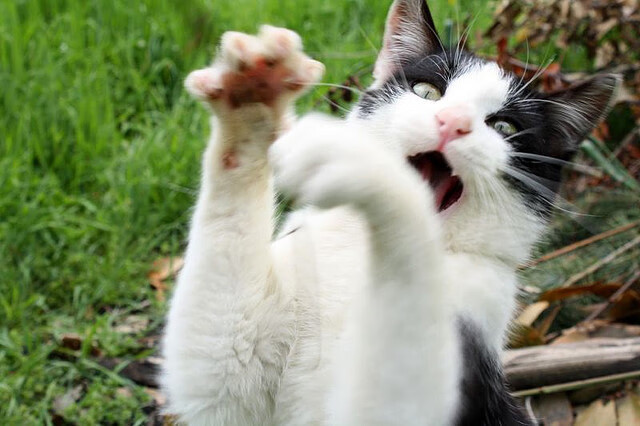 校园足球星光熠熠，青少年运动热情高涨，校园足球新规