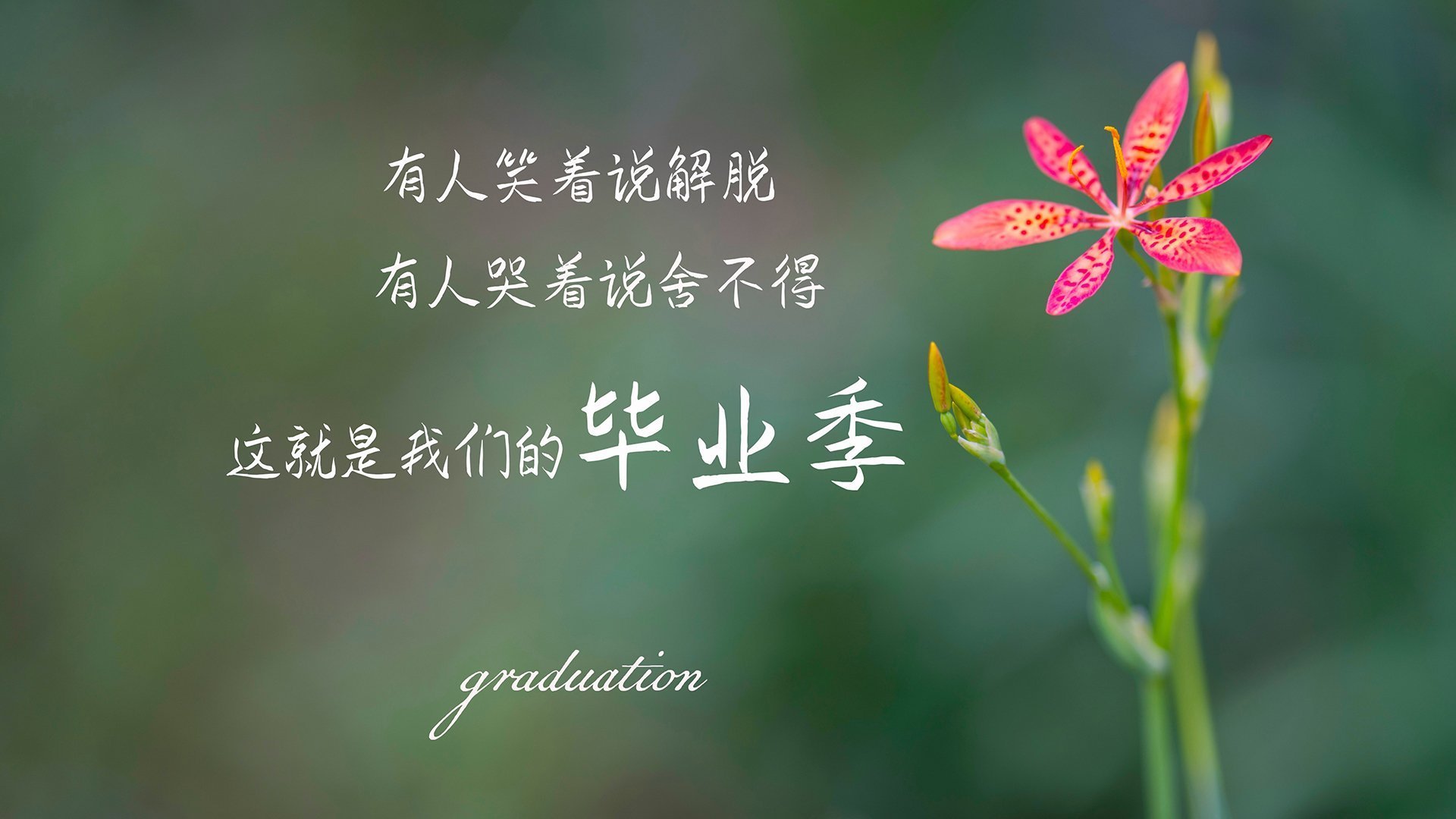 竹竿跳比赛，传统技艺在现代赛场焕发新光，跳竹竿舞视频