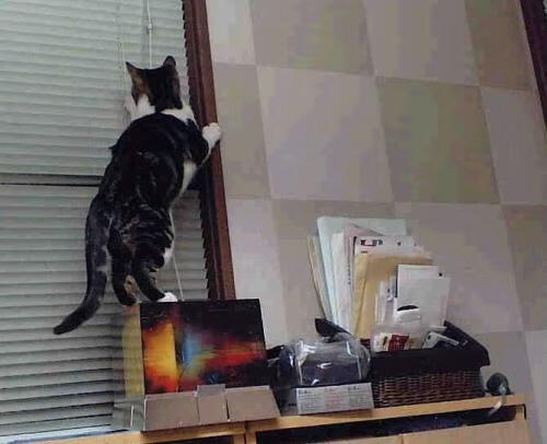 中国足球文化活动多样，促进全民参与，中国足球文化活动多样,促进全民参与