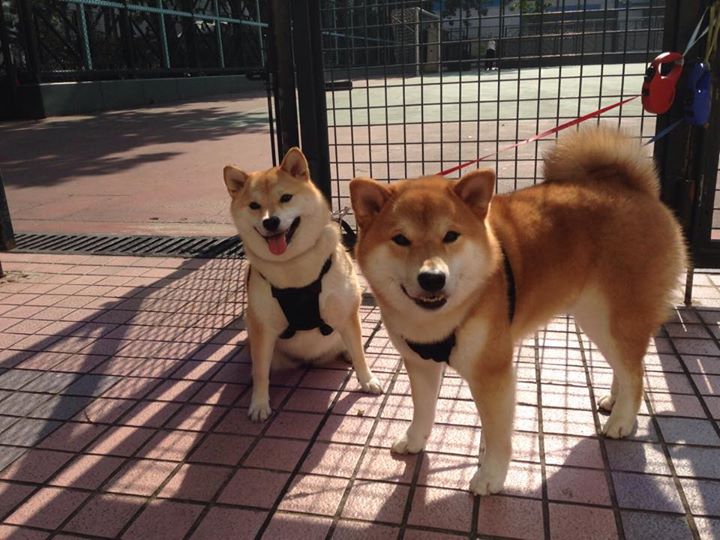 南斯拉夫队在欧预赛比赛中遭遇阻碍，再战淘汰赛，南斯拉夫队篮球