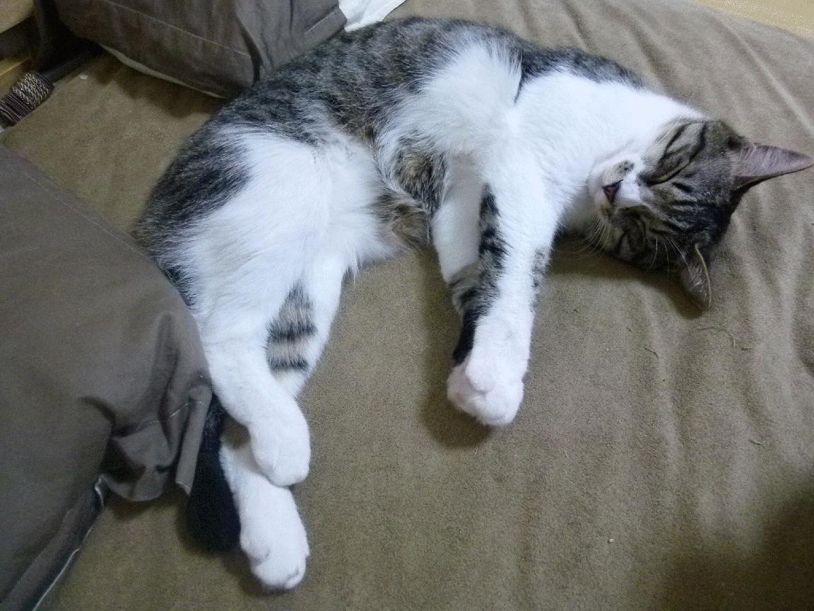 大连一方对阵石家庄永昌，强对强的较量备受瞩目！，大连石家庄疫情