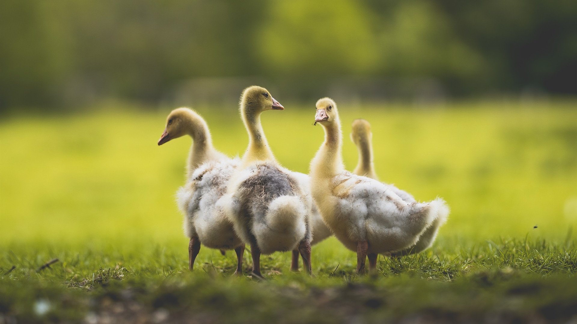 中国足球主场氛围与表现关系，国足主场设计