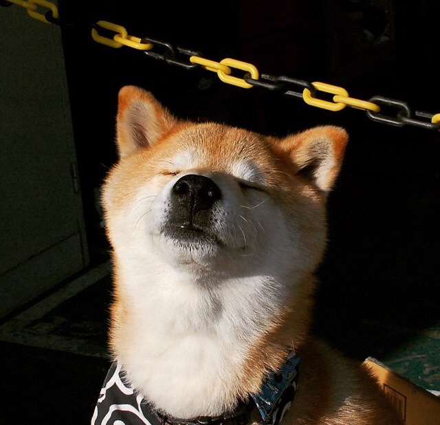 篮球运动员专项技能动作标准化培训体系构建与应用研究，篮球运动员基本技术