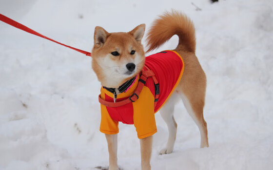 经典瞬间回放：足球史上最难忘的10场比赛，最难忘的足球比赛作文400字