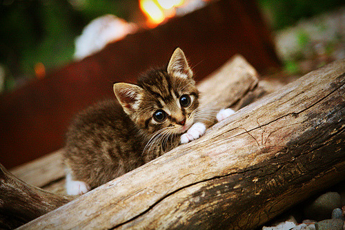 CBA球队投篮训练细化每个环节追求极致，篮球队投篮的训练方法