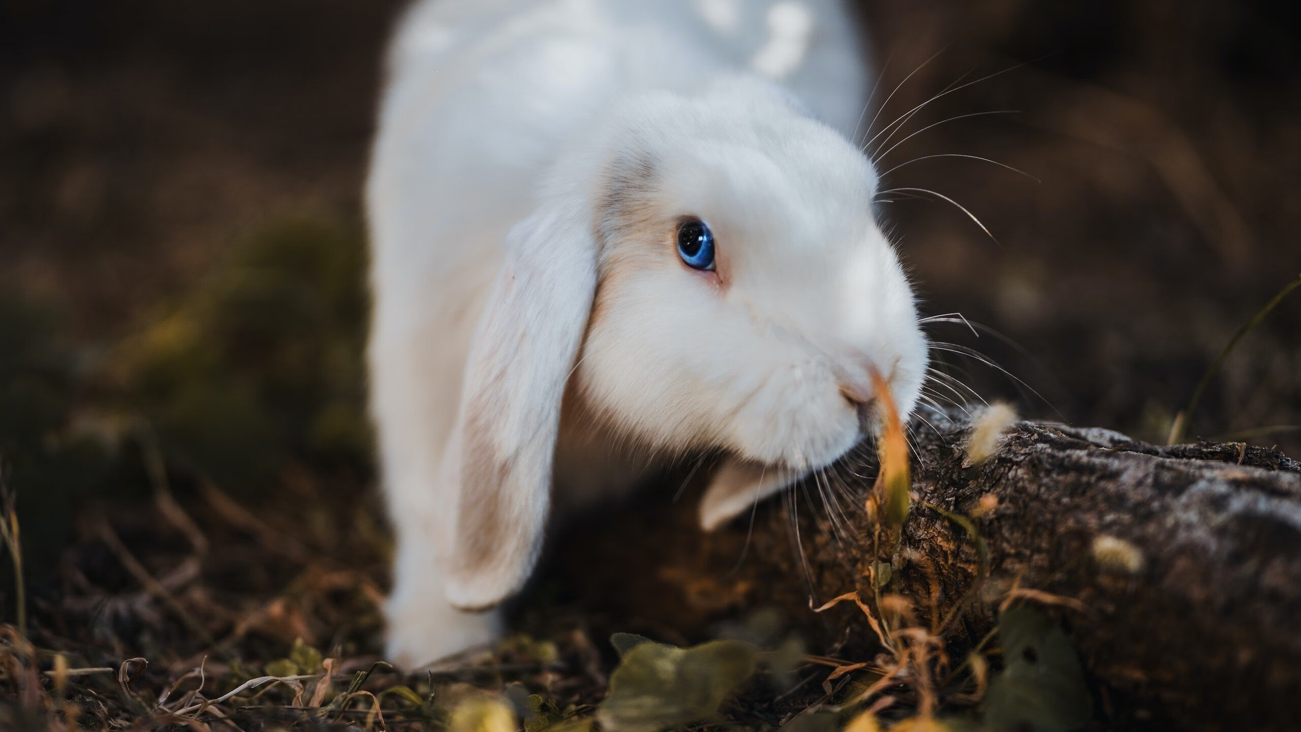 世运坚持“无新建”原则,场馆绿色升级完成